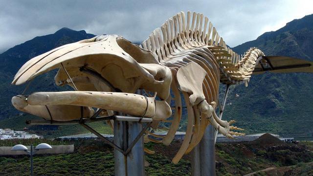La Ballena Azul Los Silos Eksteriør bilde